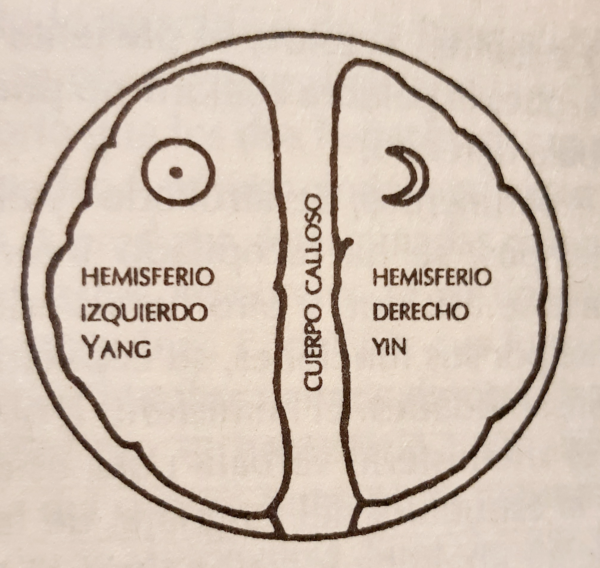 Hemisferios cerebrales