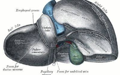 El Hígado: un puente a la divinidad